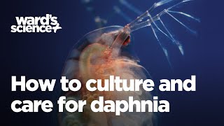 Caring and Culturing for Daphnia [upl. by Diena]