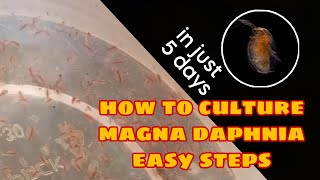 How to Culture Magna Daphnia Easily [upl. by Divan]