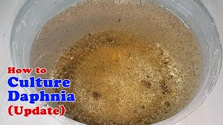 How to Culture Daphnia Update with ZERO Cost  Unlimited Live Food for Our Fish [upl. by Ennayram805]