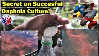 How to Culture Daphnia Successfully [upl. by Ayam]