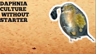 HOW TO CULTURE DAPHNIA NATURALLY WITHOUT A STARTER [upl. by Pence445]