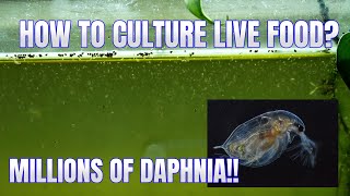 How to Culture Daphnia Secret Method to Breed MILLIONS  Simply Aquatic [upl. by Raymonds]