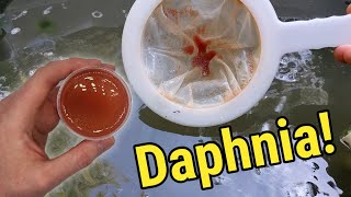 How I Culture Daphnia In Outdoor Tubs [upl. by Ekrub146]