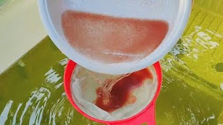 How to culture daphnia  Daphnia culture  How to grow daphnia outdoor [upl. by Rossen]