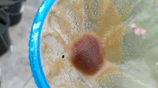 How to culture daphnia moina in a small container Part 1 English Subtitle [upl. by Bazil846]