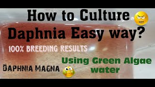 Daphnia MagnaHow to Culture Daphnia Easy wayCulturing Daphnia using Green water Daphnia [upl. by Laucsap775]