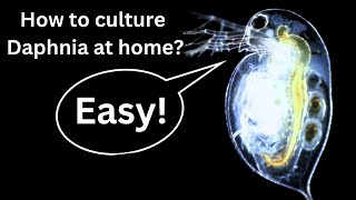 BEST Live Fish Food Beginner guide How to Culture Daphnia at home [upl. by Rhines988]