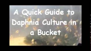 How to culture daphnia outside [upl. by Hylan]