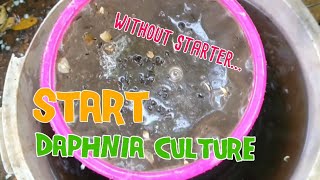 How to culture daphnia moina the easy way 1  Starting the Daphnia culture [upl. by Amrita]