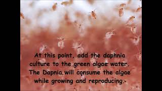 Daphnia  How to grow daphnia in your home [upl. by Petta756]