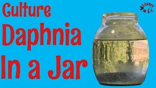 How to Culture Daphnia in a Jar [upl. by Blockus]