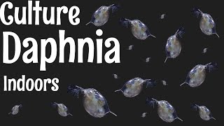 How to Culture Daphnia [upl. by Anitnemelc]