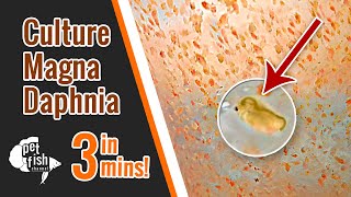 How to culture DAPHNIA MAGNA  The easy way [upl. by Anelra]