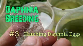 Daphnia Culture made simple and easy 3  Hatching Daphnia eggs [upl. by Arluene534]