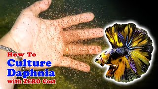 How to Culture Daphnia with ZERO Cost  Unlimited Live Food For Our Fish [upl. by Yniattirb596]