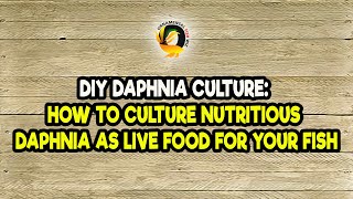 DIY Daphnia Culture How to Culture Nutritious Daphnia as Live Food for Your Fish [upl. by Nottus]