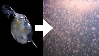 How I Culture Daphnia [upl. by Luapnaej]