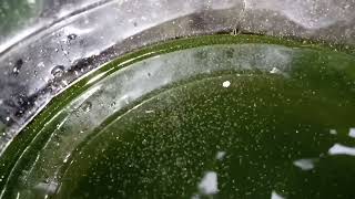 DAPHNIA MOINA CULTURE IN A SMALL BUCKET [upl. by Nyahs]