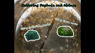 How To Culture Daphnia and Moinas using Green Water Spirulina powder [upl. by Suhcnip]