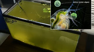 Raising Daphnia for the Freshwater Aquarium [upl. by Arvo]