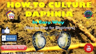 HOW TO CULTURE DAPHNIA In Easy Way [upl. by Madella173]